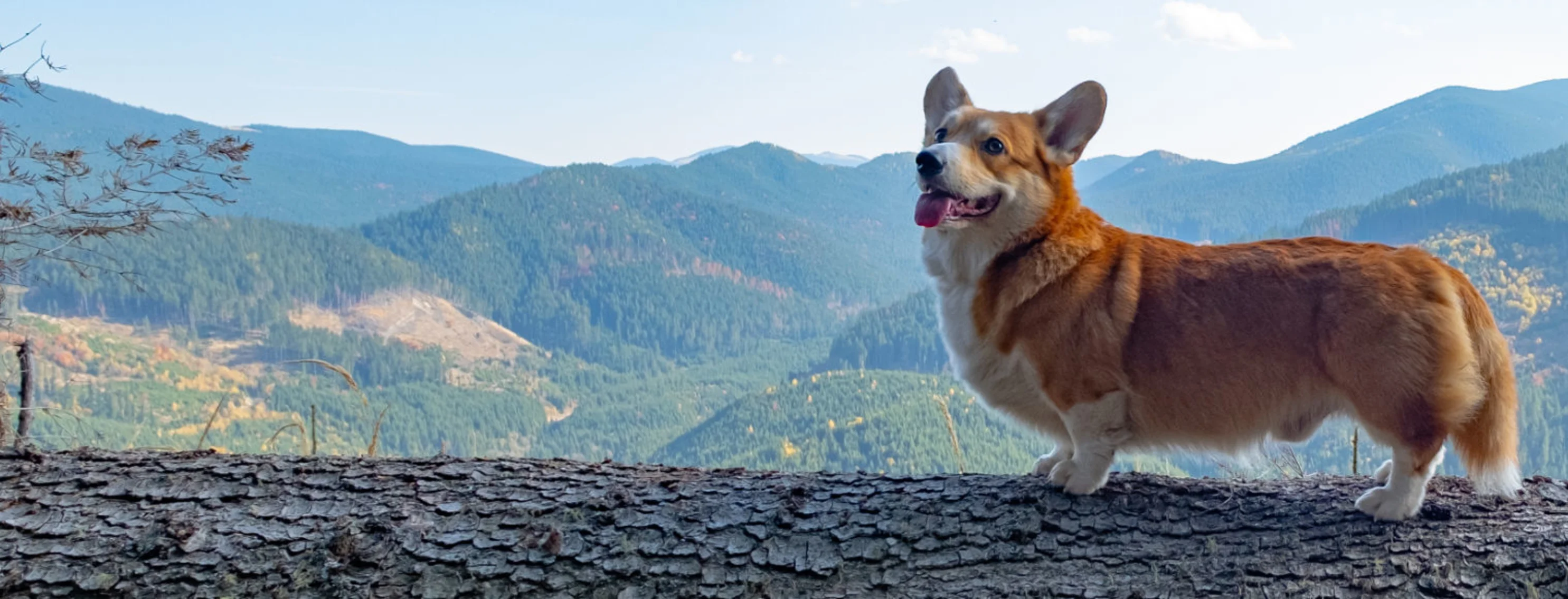 Corgi Standing on a Log in front of Mountains